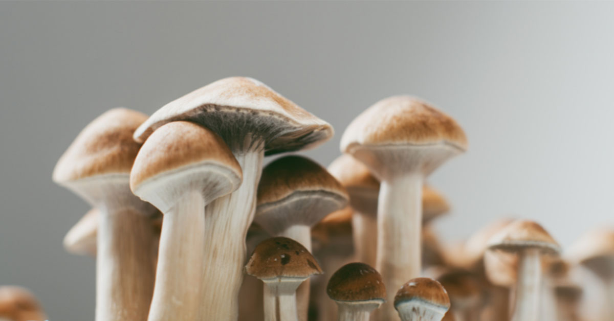 कुकुरमुत्ता और मशरूम क्या है आइये जानिए सम्पूर्ण जानकारी 