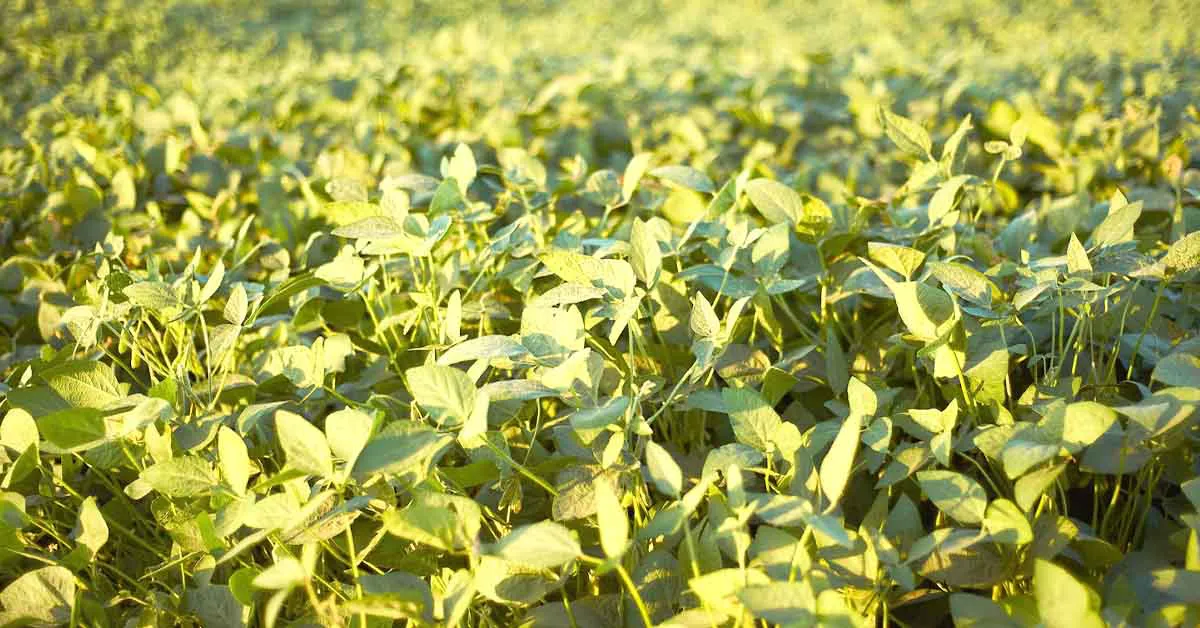 लूसर्न की खेती: चारा फसलों की रानी के साथ उच्च उत्पादन कैसे प्राप्त करें