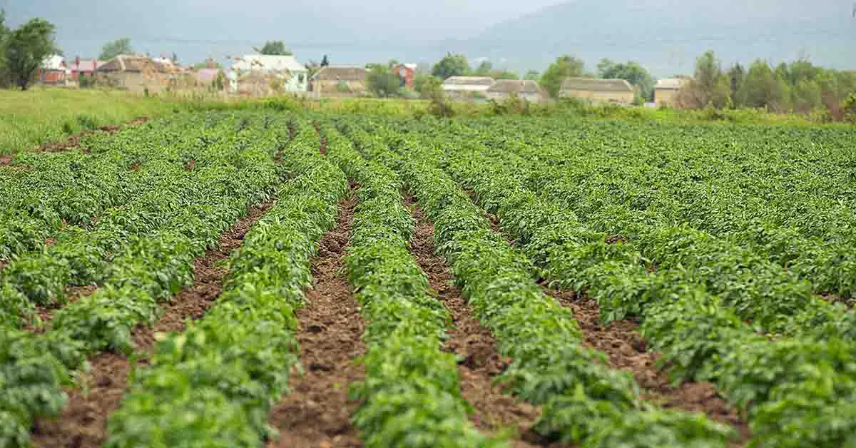 Types and Methods of Organic Farming for Sustainable Agriculture