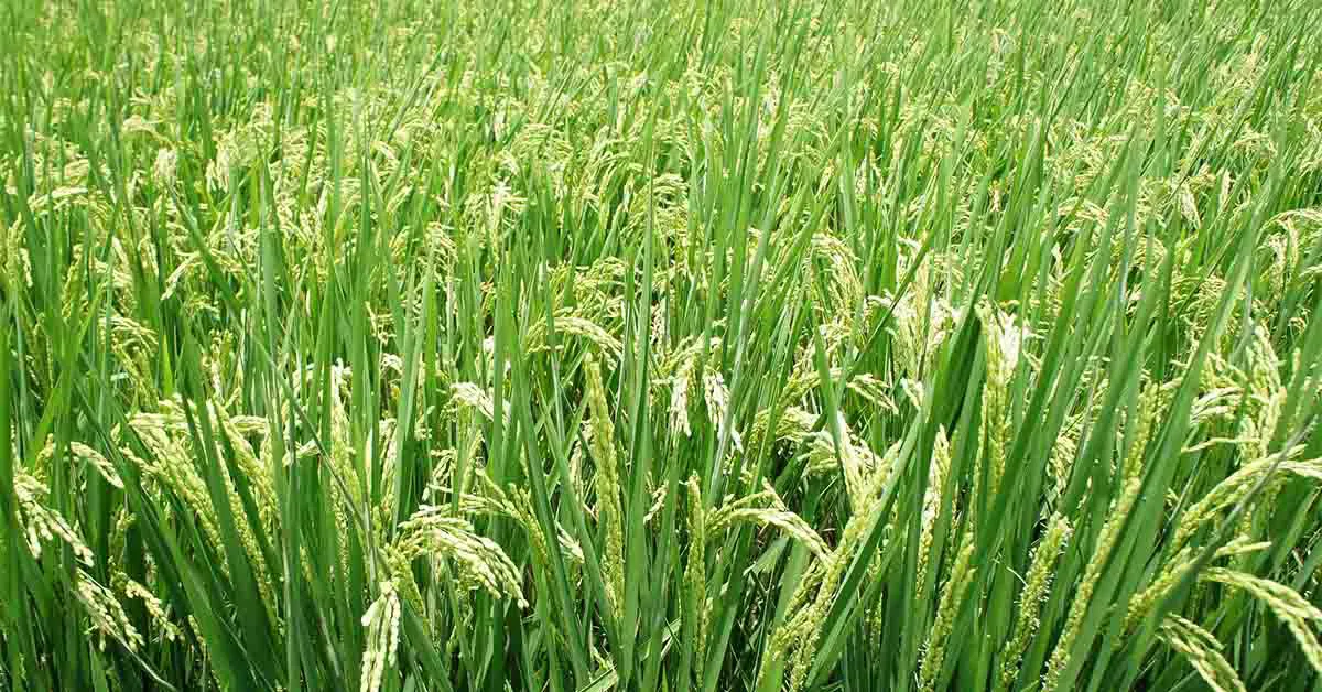 The Ultimate Guide to Rice: History, Types, and Cultivation Process