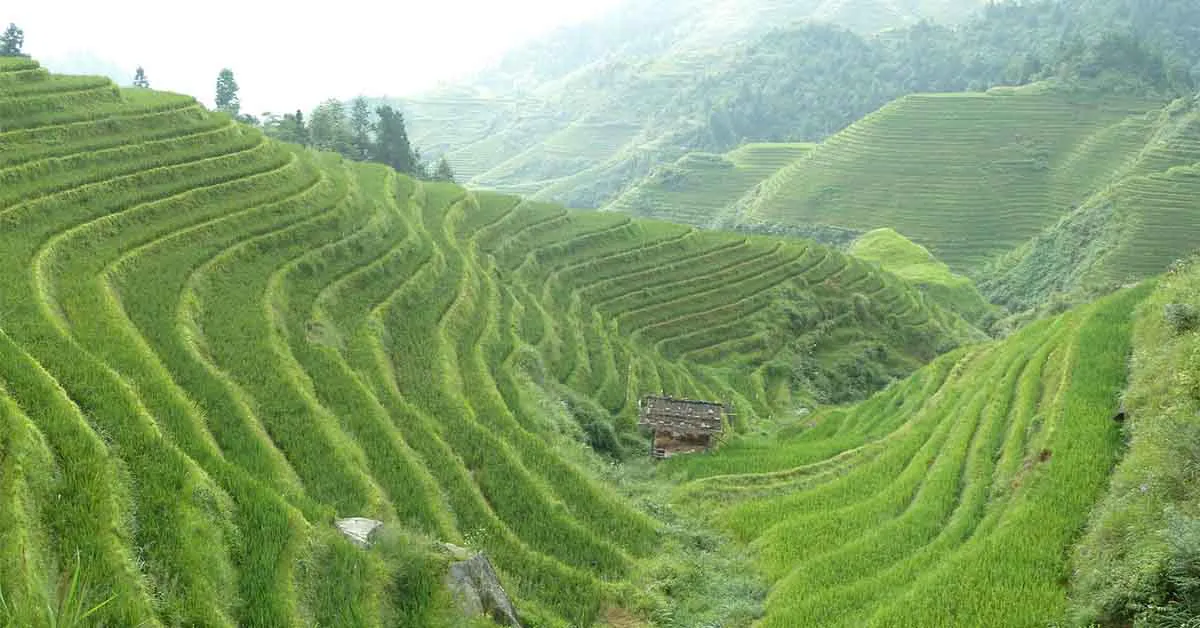 Terrace farming in India