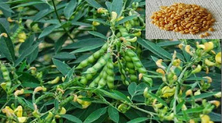 अरहर की खेती (Arahar dal farming information in hindi)