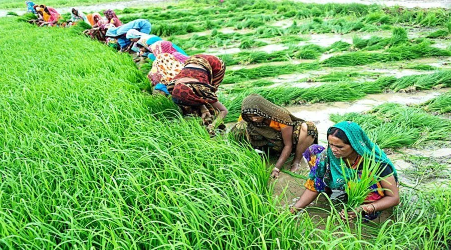 जनवरी माह के कृषि कार्य