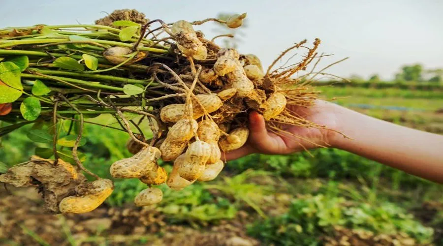 मूंगफली की खेती से किसान और जमीन दोनों को दे मुनाफा