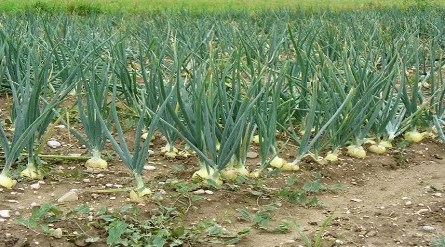 प्याज करेगी मालामाल