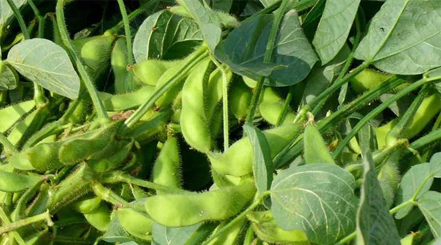 सोयाबीन मिटाए कुपोषण, दे पैसा 