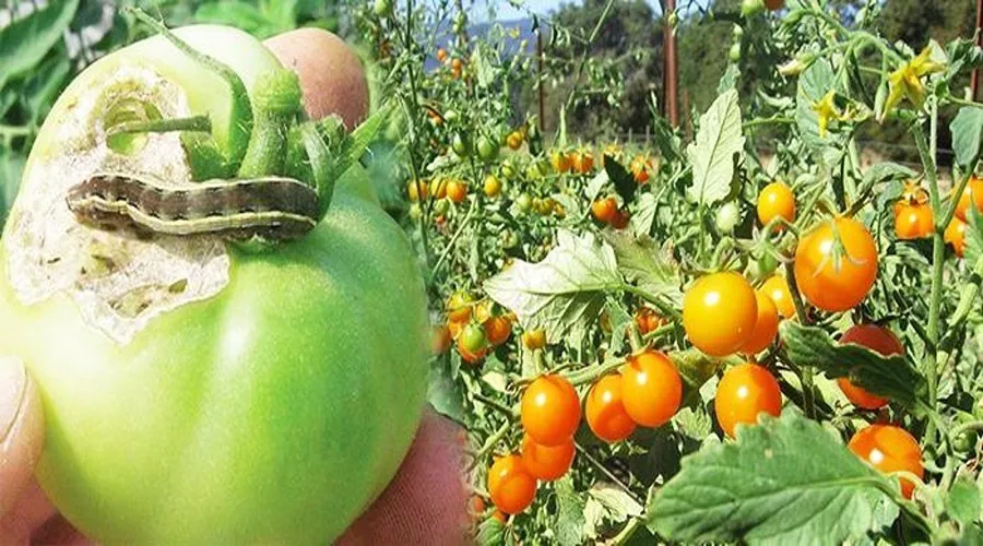 टमाटर की किस्में, कीट एवं रोग नियंत्रण