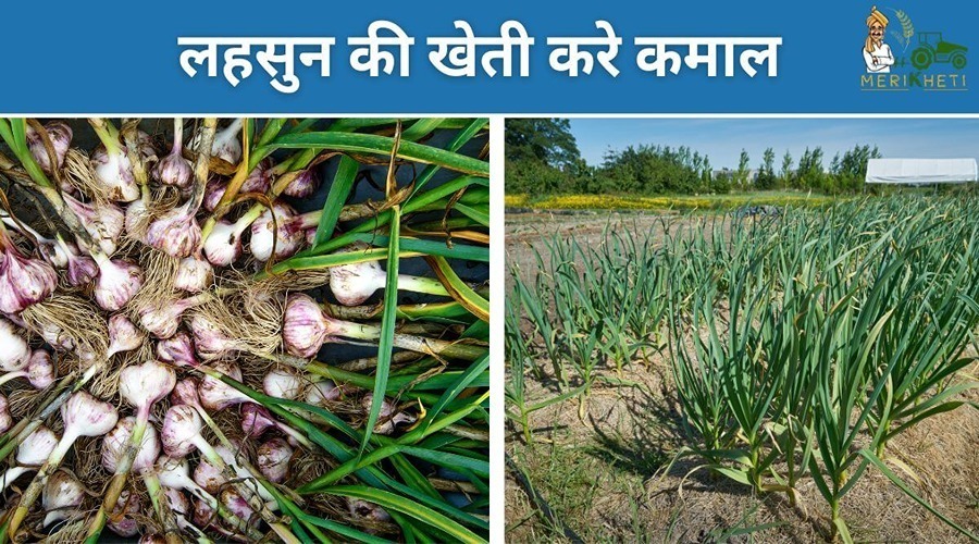 लहसुन की खेती करे कमाल (Garlic Crop Cultivation Information )