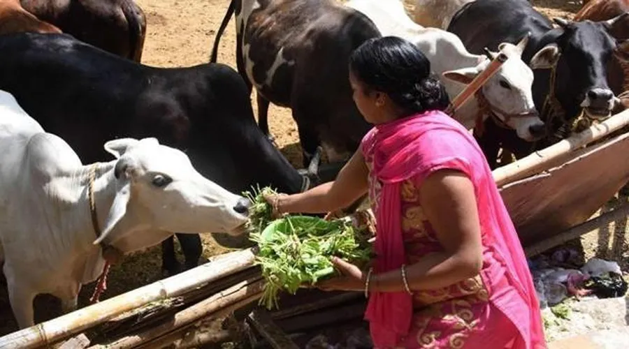 अच्छे दूध के लिए जरूरी उन्नत चारा किस्में
