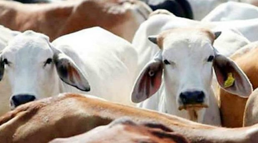 गाय भैंस का बच्चा पेट में घूम जाए तो क्या करें किसान