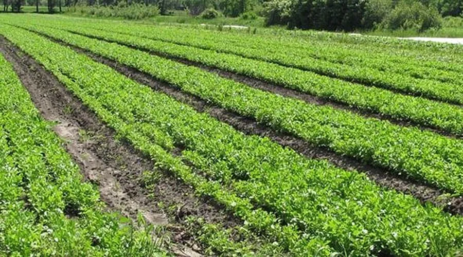 सुगंधित धनियां लाए खुशहाली