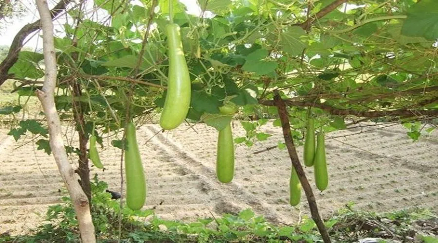 मचान विधि - सब्जी की खेती करने का आसान तरीका