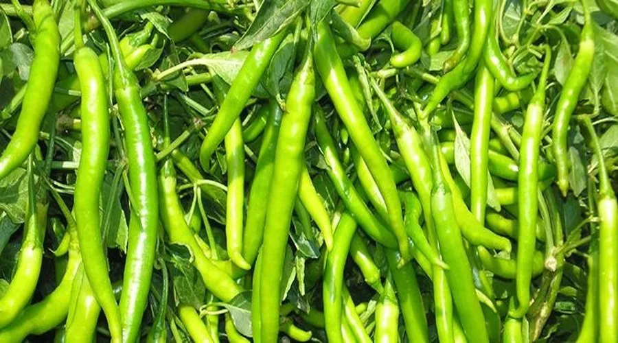 तीखी मिर्च देगी मुनाफा