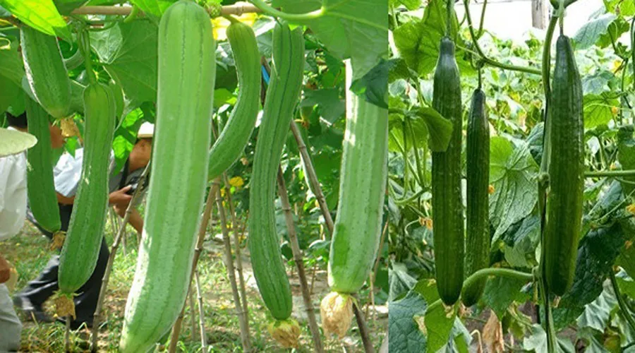 अच्छे मुनाफे को तैयार करें बेलों की पौध