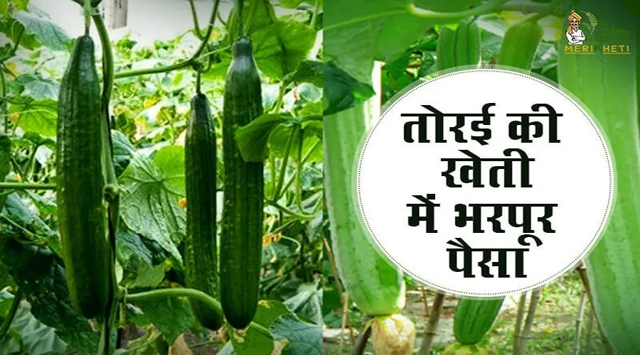 तोरई की खेती में भरपूर पैसा