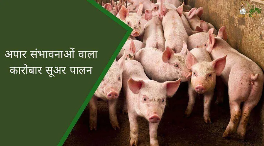 अपार संभावनाओं वाला कारोबार सूअर पालन