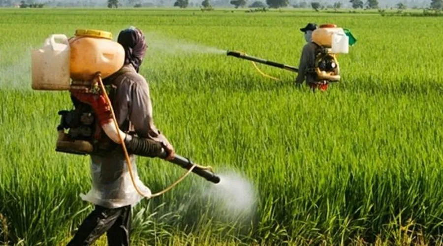 फसलों को कीट रोगों से होता है 20 फीसदी नुकसान
