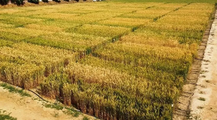 खेतों में खड़ी फसलों में किन बातों का रखें ध्यान