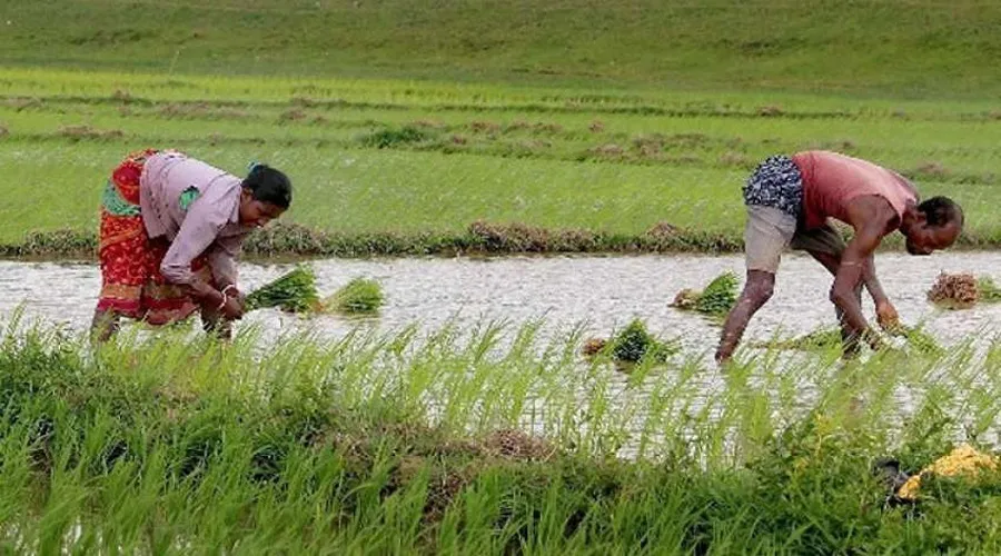 लॉकडाउन मैं जमकर हुई फसलों की बुवाई