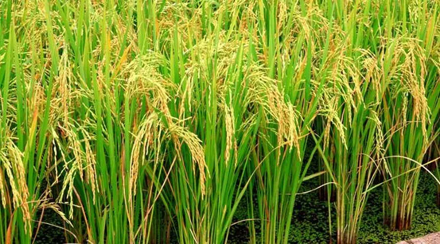 वैज्ञानिकों ने खोजा धान की पैदावार बढ़ाने वाला जीनोम