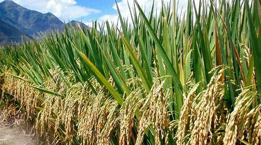 कोरोना काल में लगाएं मोटा धान