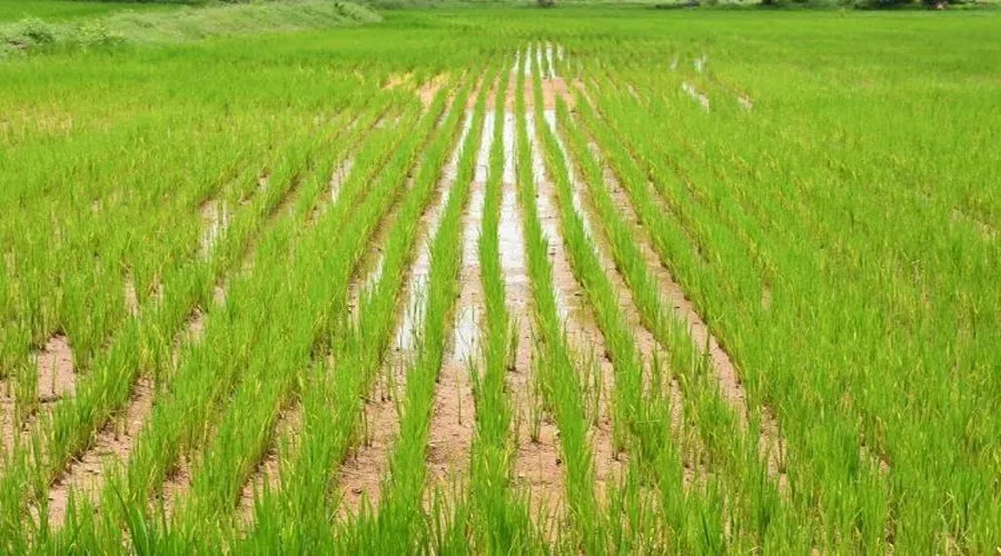 धान की उन्नत खेती कैसे करें एवं धान की खेती का सही समय क्या है