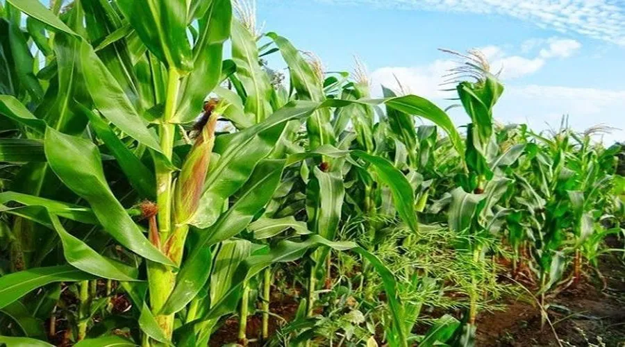 मक्के की खेती (Maize farming information in Hindi)