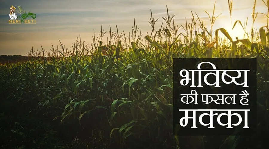 भविष्य की फसल है मक्का
