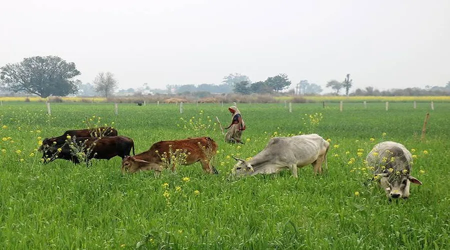 आवारा पशु और किसान