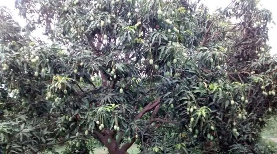 बागवानी फसलों का क्षेत्रफल बढ़ने का अनुमान