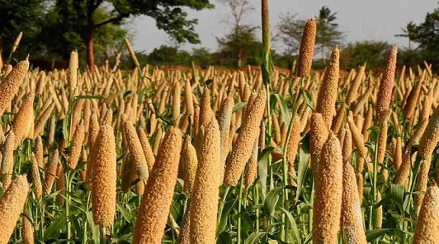 कैसे करें बाजरा की उन्नत खेती