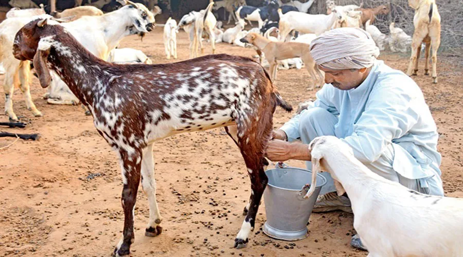 कोरोना मरीजों पर कितना कारगर होगा बकरी का दूध