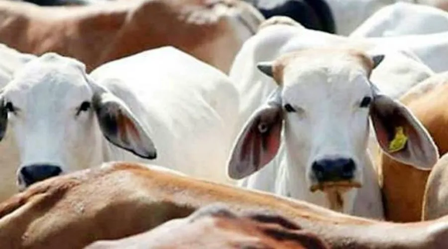 दुग्ध प्रसंस्करण एवं चारा संयंत्रों को बड़ी छूट देगी सरकार
