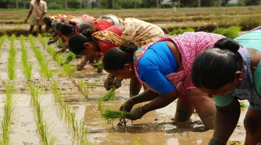 खरीफ सीजन में किसानों ने की जमकर बुवाई