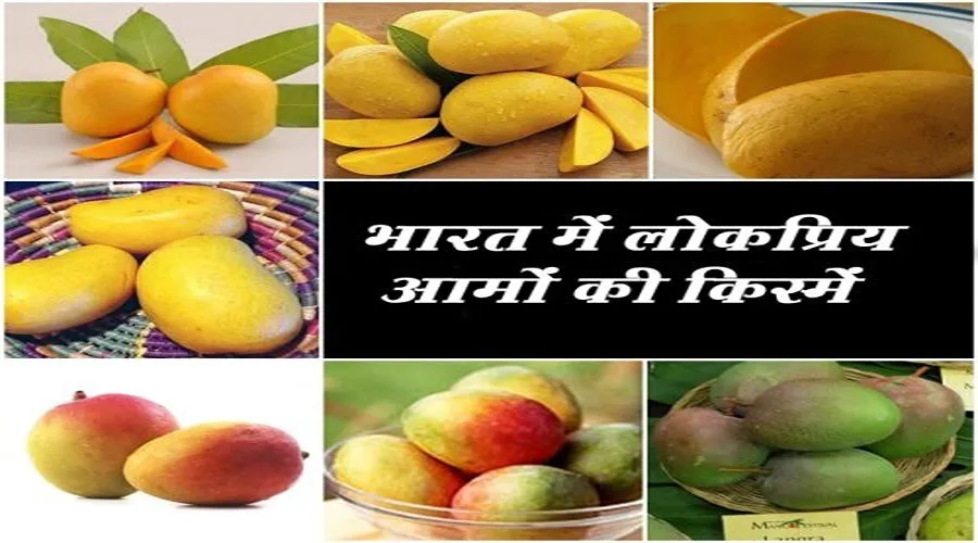 मालदा आम की विशेषताएं