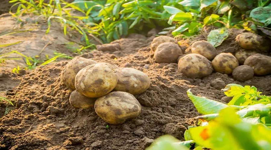 इस तरह करें अगेती आलू की खेती