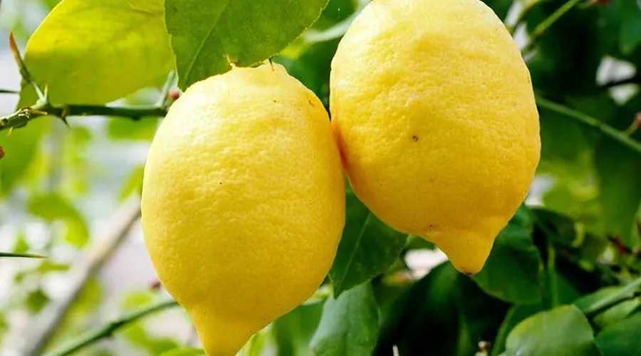 सिट्रस फलों के छिलकों से बना पोल्ट्री फीड सप्लीमेंट (लिमोपैन)