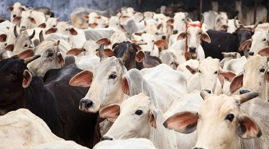 गरीब परिवारों को दुधारू गाय देगी यूपी सरकार