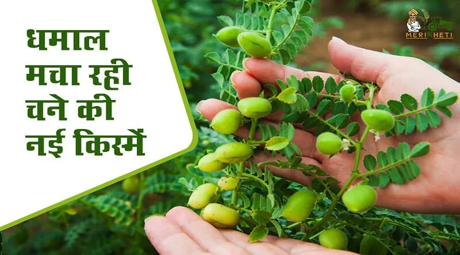धमाल मचा रही चने की नई किस्में