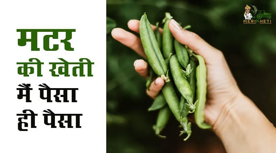 मटर की खेती मैं पैसा ही पैसा