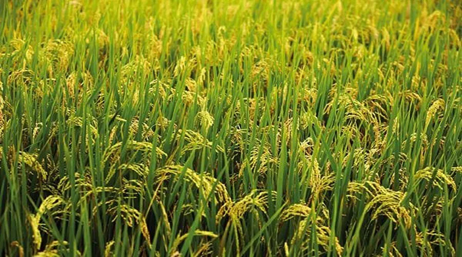 धान खरीद के सरकारी आंकड़े और जमीनी हकीकत