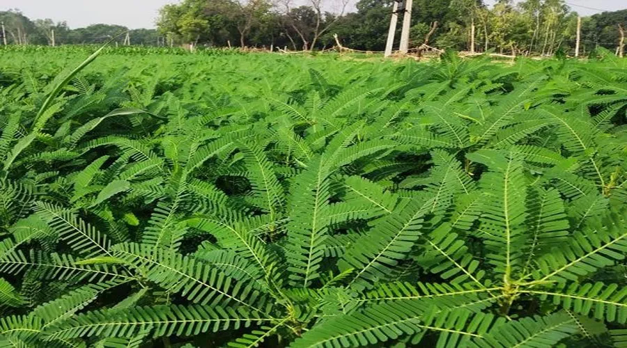 ढेंचा की फसल: खेत को पोषण भी और किसान की इनकम भी