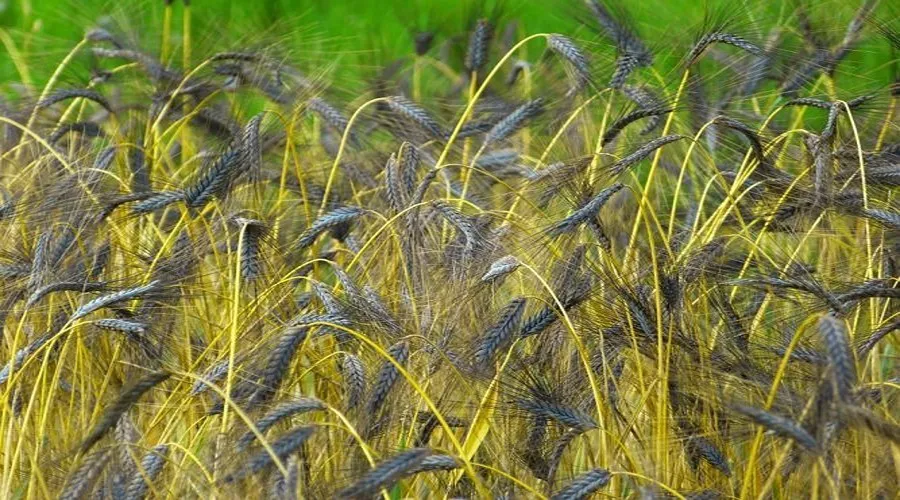 कैसे करें काले गेहूँ की खेती और कमाएँ मुनाफा