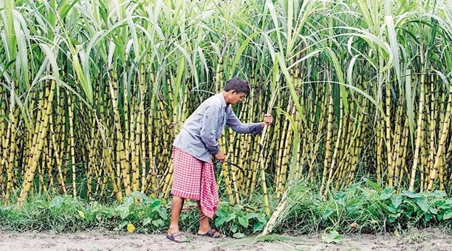 एथेनॉल को अतिरिक्‍त चीनी दिए जाने से गन्‍ना किसानों की आय बढ़ेगी