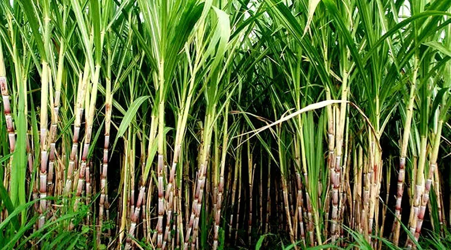 गन्ने का सर्वाधिक मूल्य दे रही हरियाणा सरकार