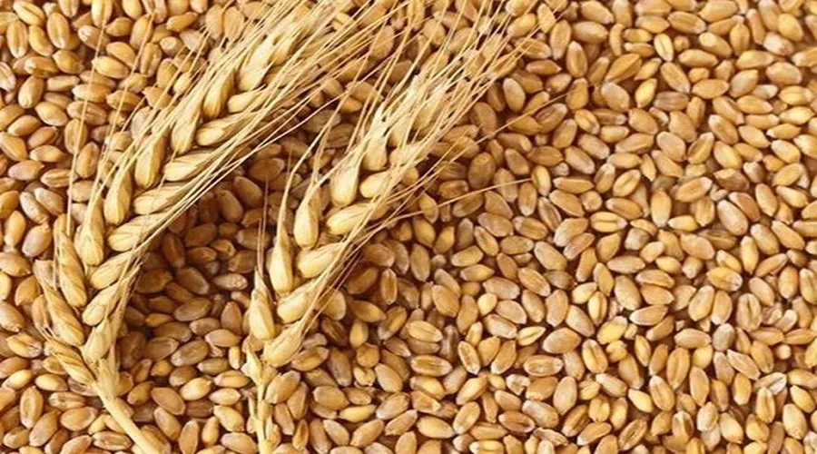 गेहूं की अच्छी फसल के लिए क्या करें किसान