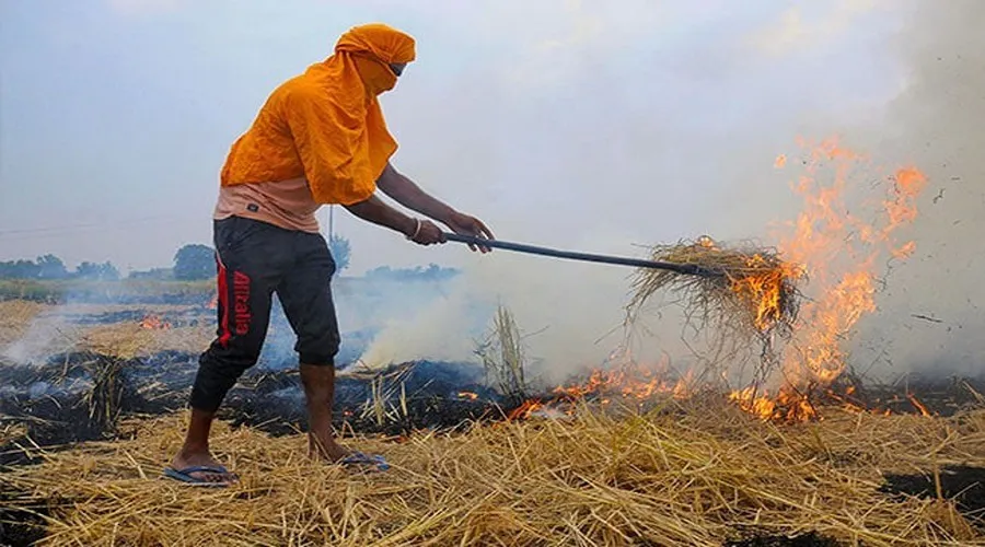 पराली बनी गौसेवा का माध्यम