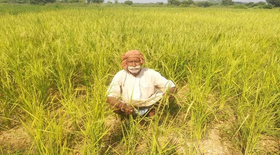जंमकर लुटे धान किसान