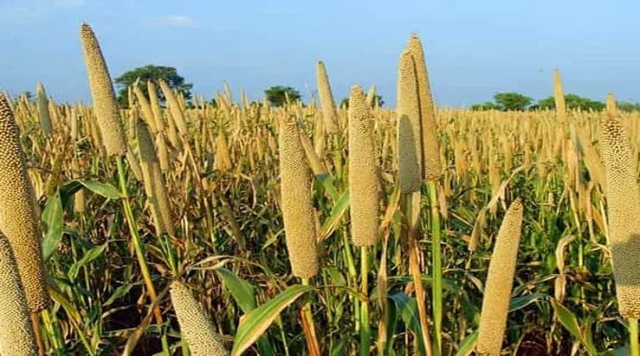 बाजरा उत्पादों के प्रचार के लिए सरकार ने बनाई योजना