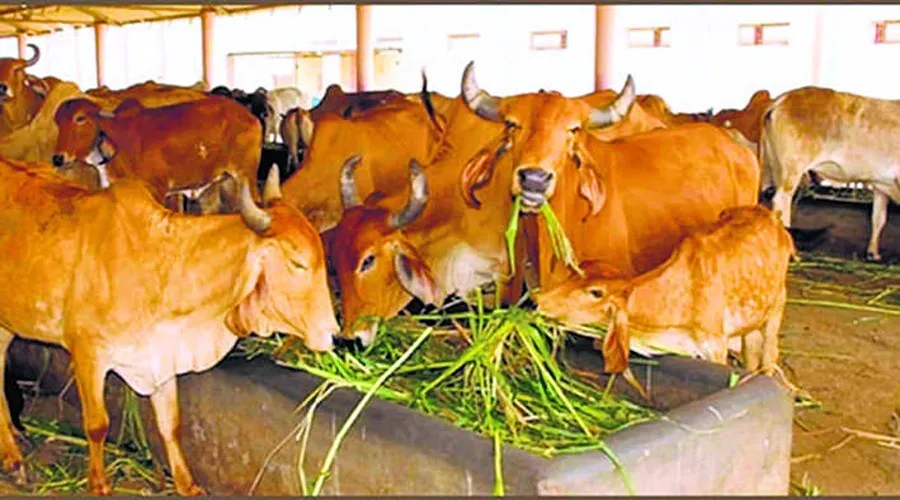 हरियाणा में गौशालाओं में लगेंगे गोबर गैस प्लांट